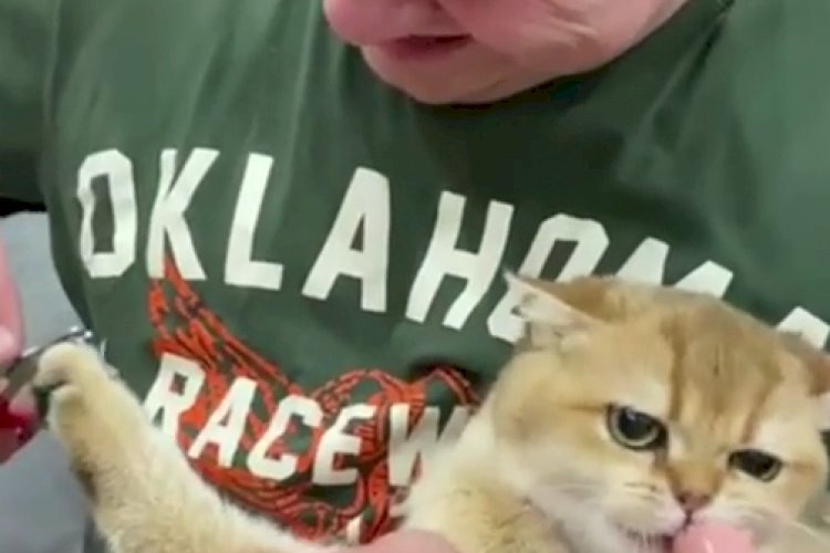 А вы каким способом пользуетесь? Варианты подрезки когтей кошкам - IfBest