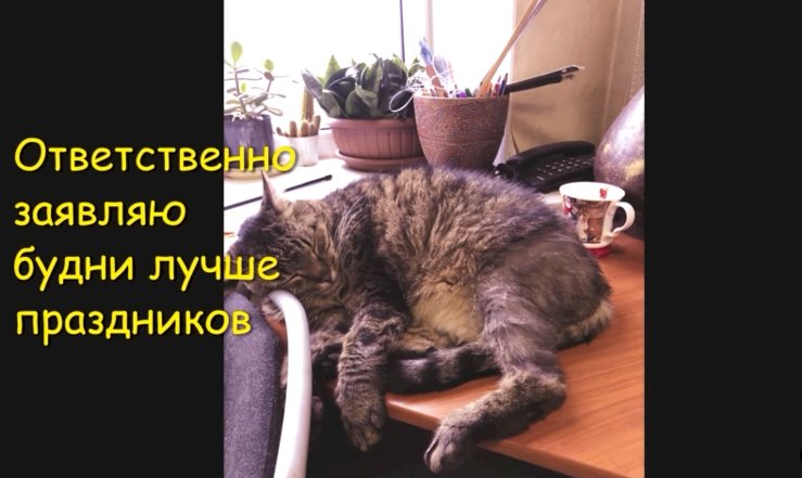 Любимые будни кота Кузьмы — фото зарисовка