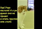 Один день из жизни кота Баси породы Японский бобтейл