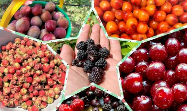 Оригинальные варианты варенья, которые стоит попробовать! Не рецепты