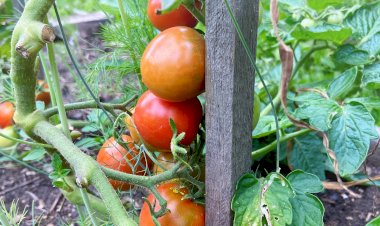 Томаты Скарлетт из своих семян. Обзор