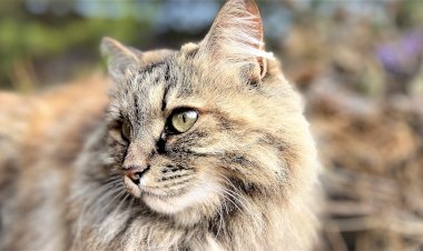 Будни курбобихи