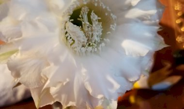 Радостные мгновения