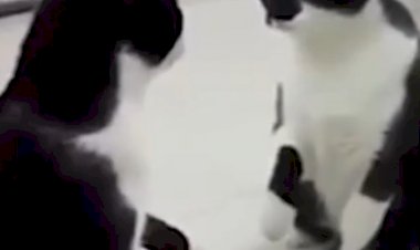 Если это не монтаж, то с этой котейкой лучше не спать вместе.