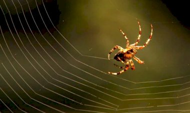 Работа Паучка)