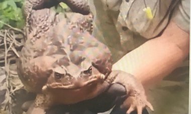 Такого не увидеть в зоопарке