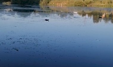 Прудово-утиные зарисовки начинающей блогерши
