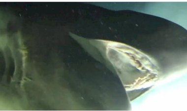 Гигантская глубоководная шестижаберная акула