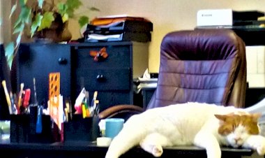 Один день из жизни Японского бобтейла Баси