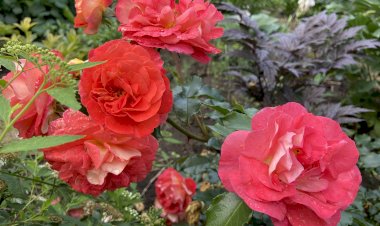 Розы. Простушки с рынка. Брать или не брать?