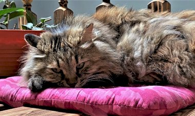 Не выспалась. Сон курбобихи