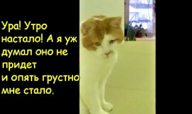 Один день из жизни кота Баси породы Японский бобтейл
