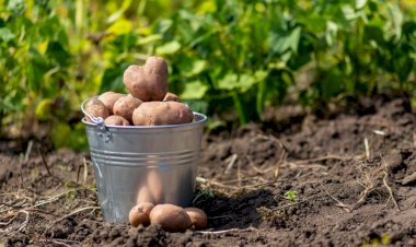 Капаем картошку)