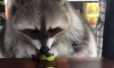 Хрум-хрум-хрум.