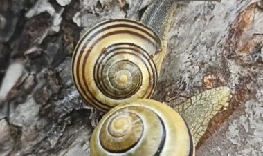 Семейство улиток в поиске убежища от птиц