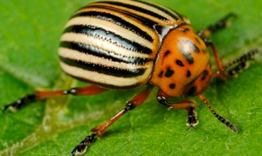 Прогулка Колорадского жука