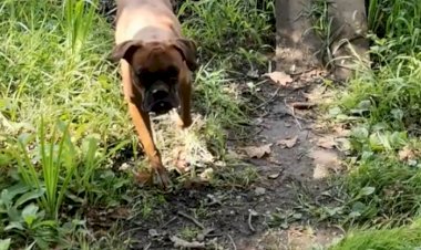 Наша Грейсси с нами в лесу