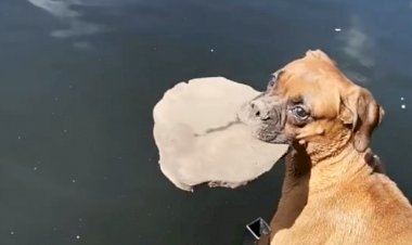 Наша умница