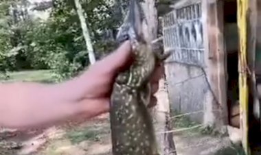 Щука - рыба моей мечты. Улов в августе в лесу на реке