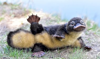 Неведомая зверюшка: нос от птицы, тело от зверя, а нутро от рептилии