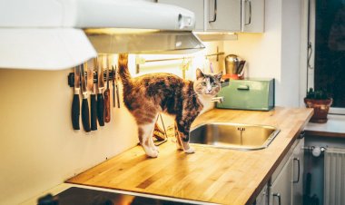 Новая кухня)