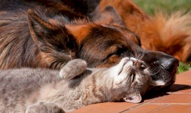 Утренняя схватка)