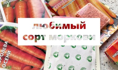 Морковь Соломон. Всегда отличный урожай