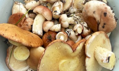 Маслята жареные. С картошечкой и лучком - на обед, а можно использовать в качестве начинки для пиццы