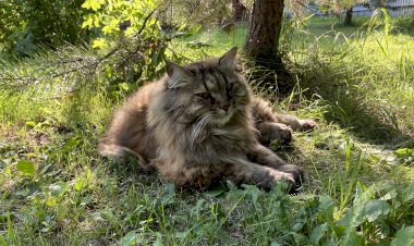 Всё под контролем, или как Рыська работу принимала