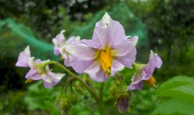 Картошка: бурная и драматичная история обыденного овоща