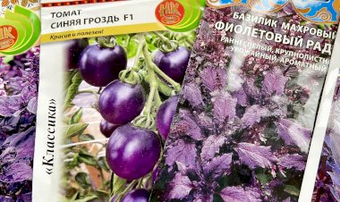 Помидор Синяя гроздь F1. Обзор, впечатления, рекомендации