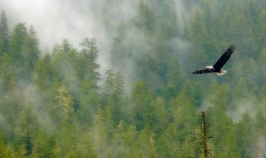 Высота Лета)