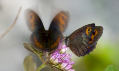 А бабочка крылышками бяк-бяк-бяк-бяк