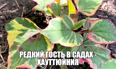 Хауттюйния. Рыбная мята