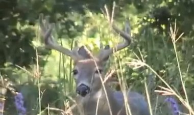 Чудо природы!