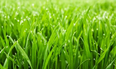 Зеленое счастье)