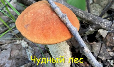 Прогулка по лесу