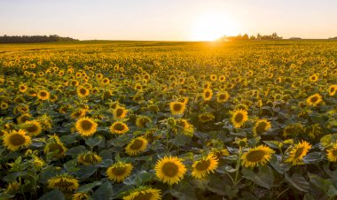 Подсолнухи)