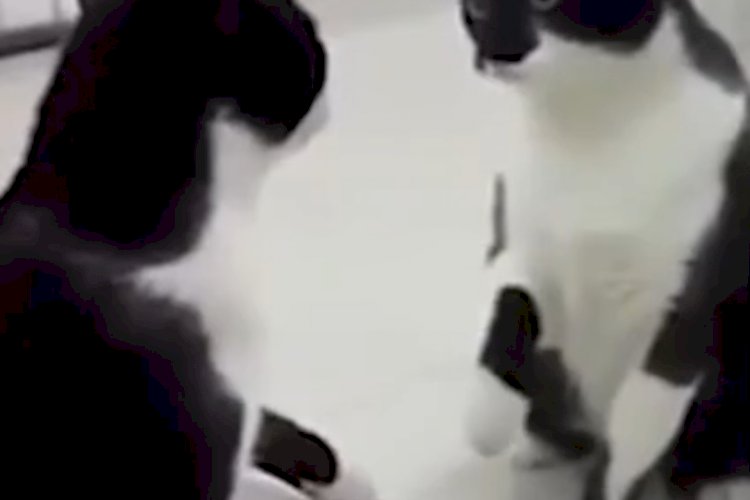 Если это не монтаж, то с этой котейкой лучше не спать вместе.