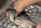 А вы знали, как почистить рыбу без ножа? Легко!..