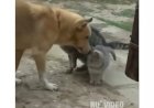 Кот и собака