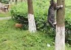 Смешной кот