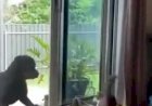 Смешные коты