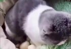Кот сидит на яйцах