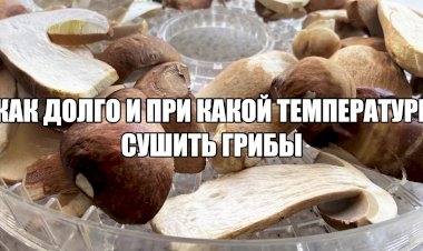 Время и температура, оптимальные для сушки грибов