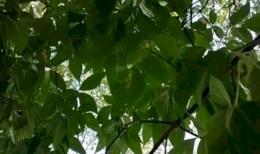 Репортаж сидя на  дереве