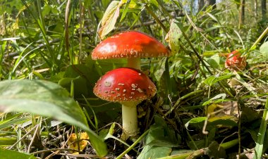 Грибы Кузбасса