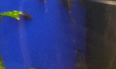 Аквариумные сомики разведение.