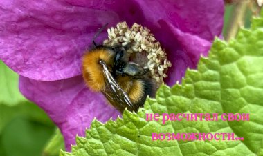 И крылья короткие, и попа увесистая. И как они выживают? Всерьёз не воспринимать!