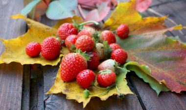 А Вы ели землянику в сентябре?)